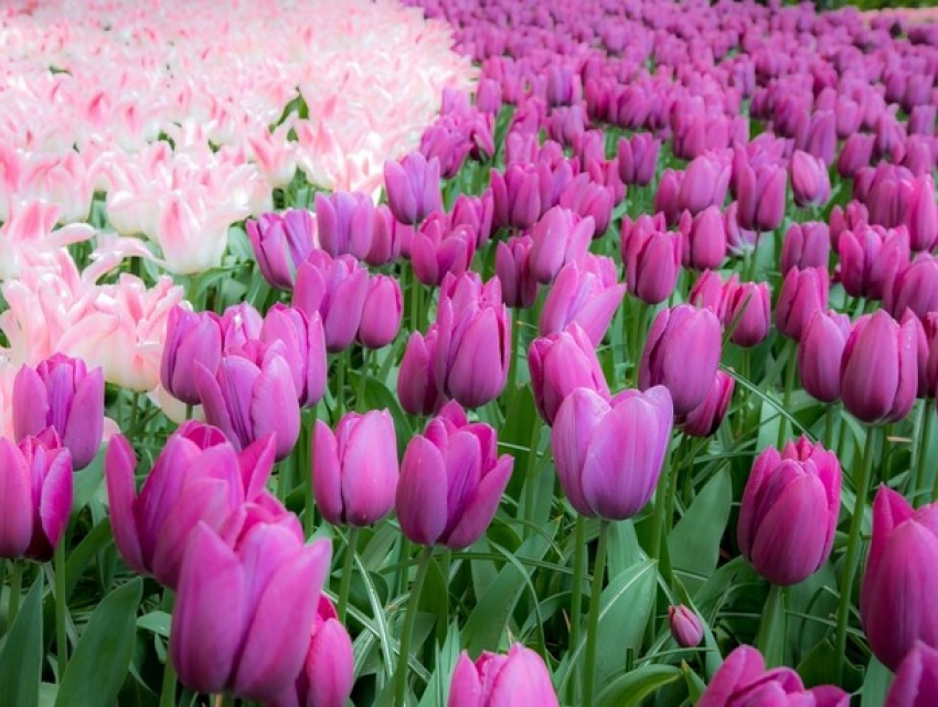 14 апреля в Кишиневе состоится открытие «острова тюльпанов»