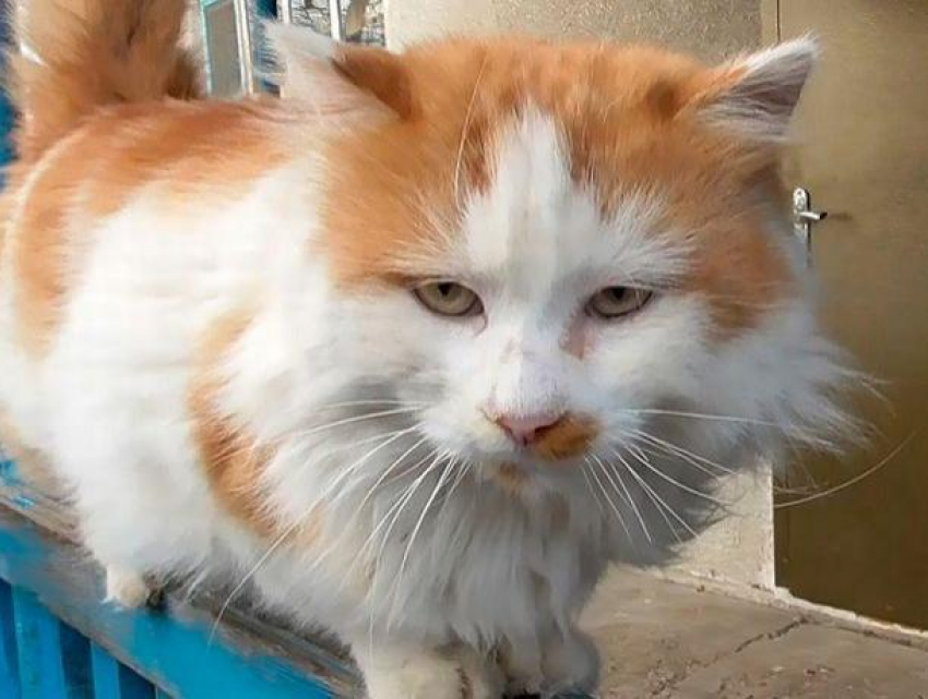 Жителя Приднестровья «наказали» за «жестокое» обращение с котом 