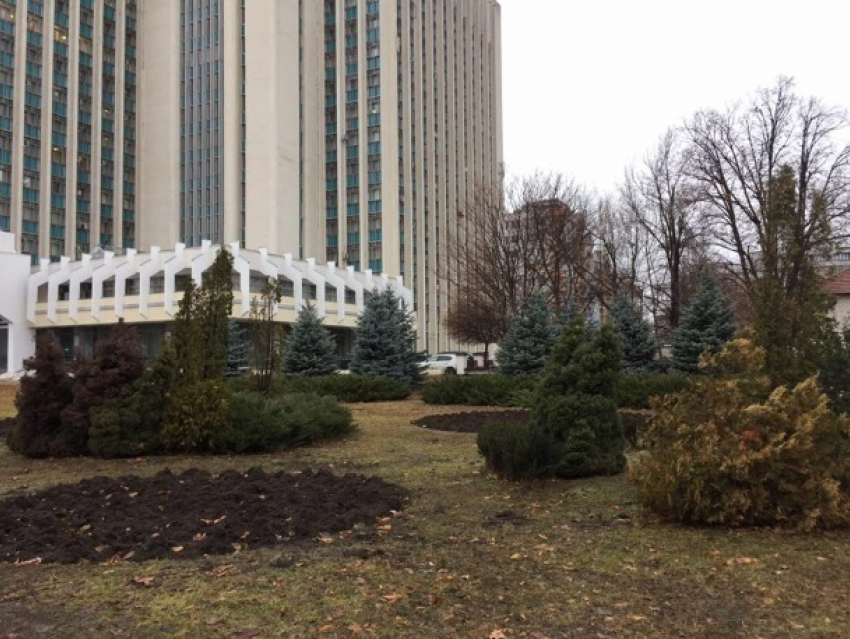 В ближайшее время зеленые насаждения у здания суда в центре Кишинева могут вырубить