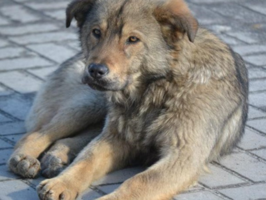 В Кишиневе начал работу отдел защиты бездомных животных