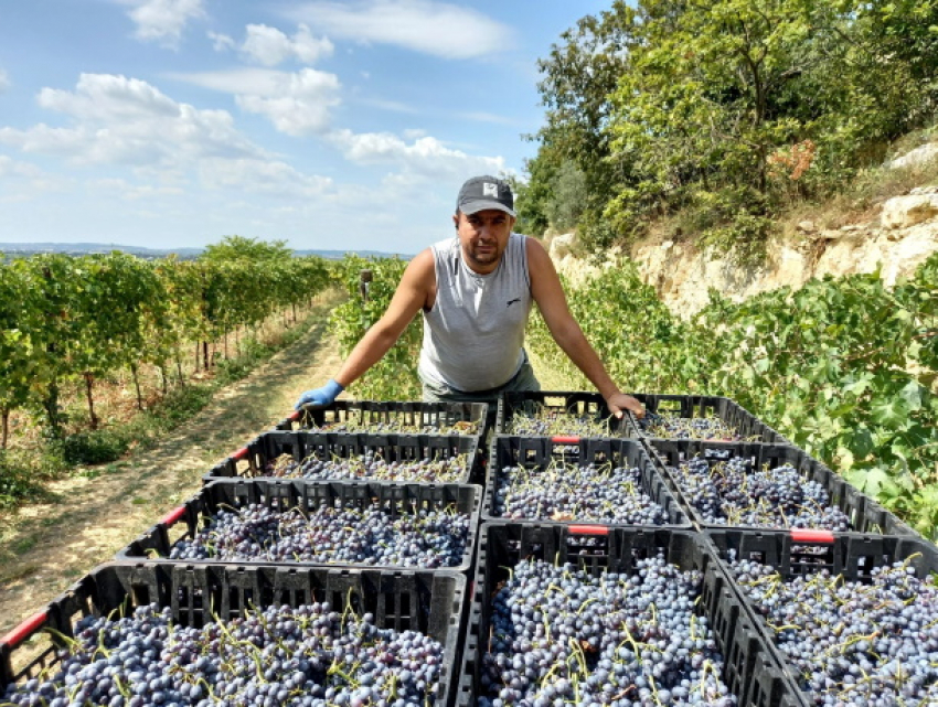 В отпуск - в Италию на работу. Примар села Заим вынужден трудиться круглый год