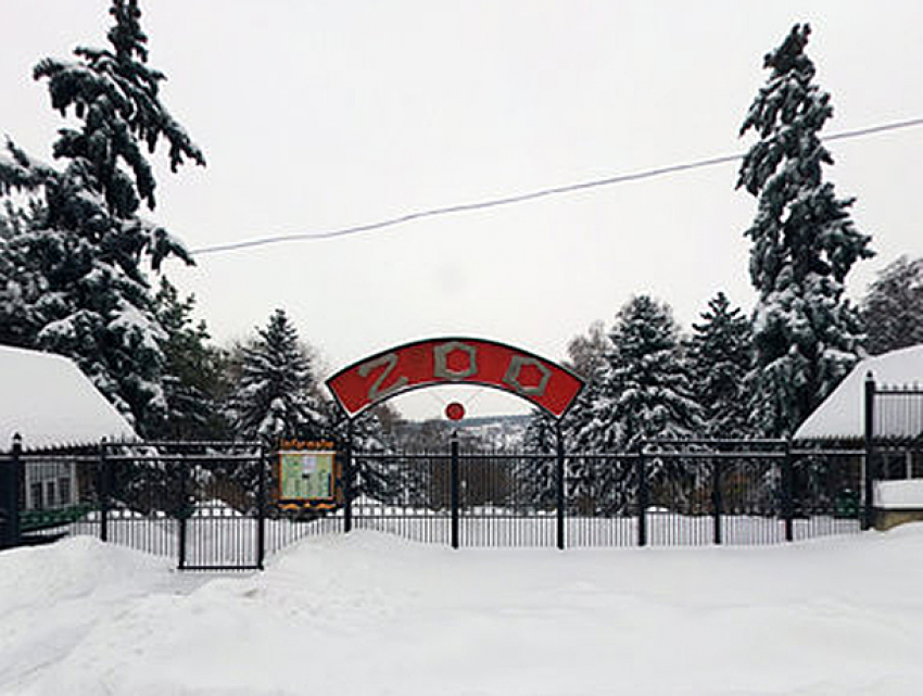 На особый режим питания и проживания перевели зверей в зоопарке Кишинева из-за морозов