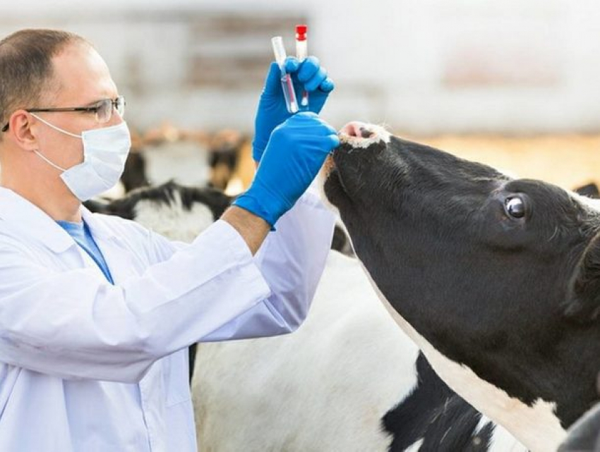 В Молдове введены ограничения на продажу антибиотиков для животных 