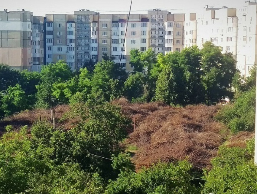 Жители Ботаники потребовали вывезти из района сухие ветки: «Нам стадион нужен, а не пожар!"