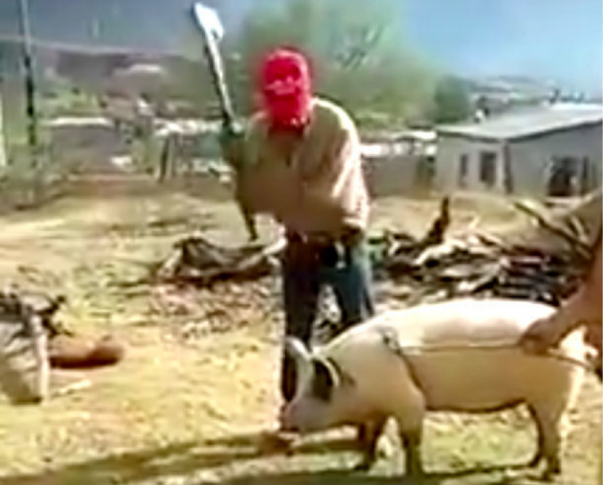 Украинец пытался забить свинью топором, но едва не убил себя: курьезное видео