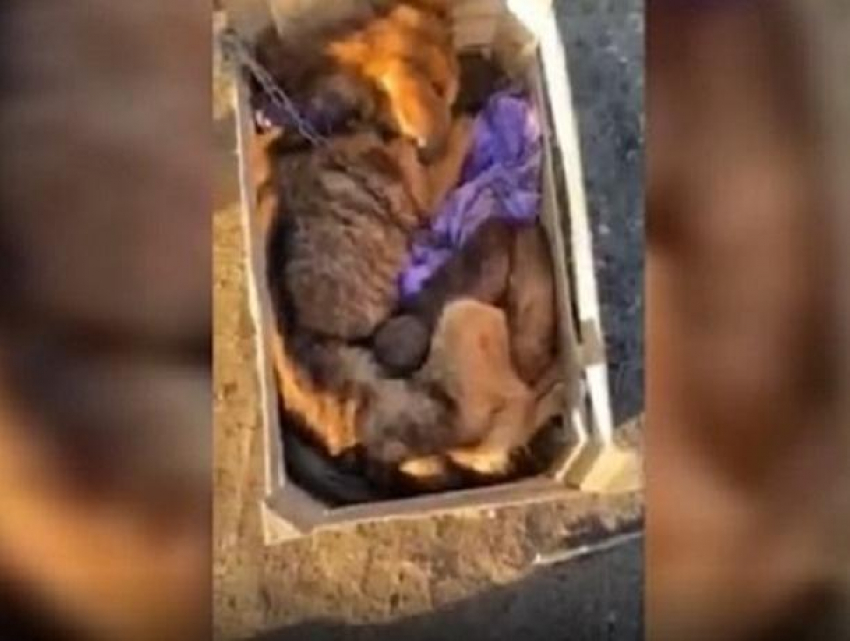 Возмутительные кадры в Ватре - собаку с щенятами выкинули на мороз, один из щенков замерз насмерть