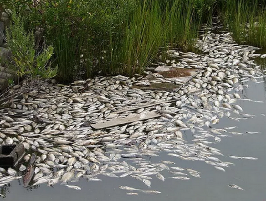 Массовая гибель рыбы в озере в Вулканештах произошла из-за электроудочек