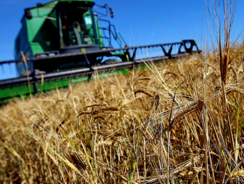 В Молдове стартовала кампания по предоставлению субсидий в сфере сельского хозяйства