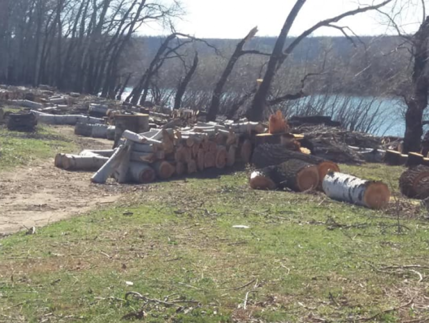 В Новоаненском районе почти уничтожили целый лес
