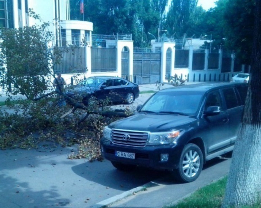 У посольства РФ ветка от дерева упала на машину главы ГП «Железная дорога Молдовы", либерала Юрия Топалэ