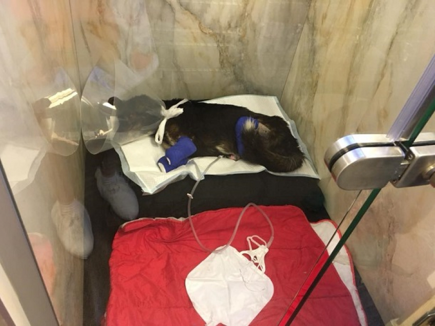 Собаке, которой отрезали лапы, провели операцию в Бухаресте, есть надежда на протезы