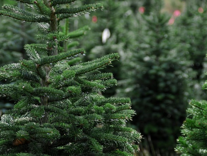 Где можно купить новогоднюю елку в Кишиневе