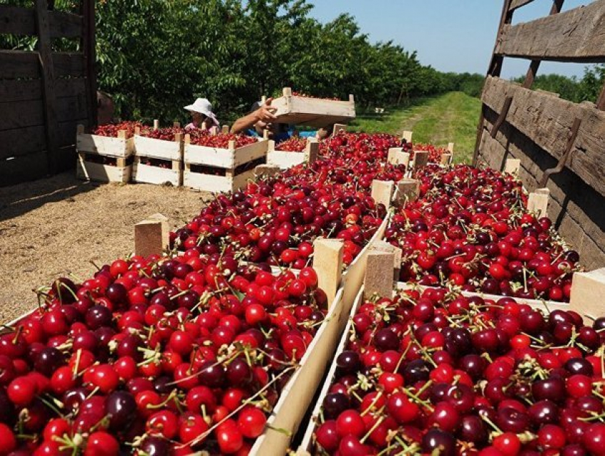 Хорошая новость: Список поставщиков молдавской продукции на российский рынок будет расширен 