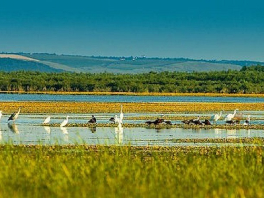ЮНЕСКО признал уникальным знаменитый птичий заповедник в Молдове