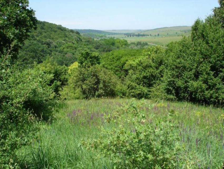 Кодряну: «Из-за Moldsilva Молдова стала страной, в которой наименьшая площадь лесного покрытия во всей Европе»