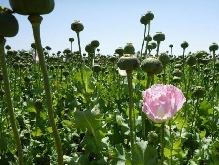 Пенсионерка из Приднестровья занялась наркобизнесом 