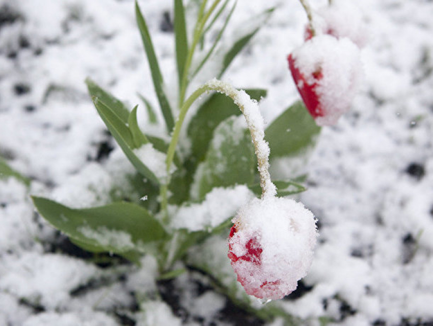 Погода сошла с ума: в середине апреля вновь идет снег