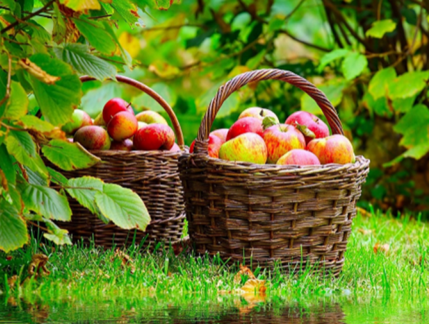 Крупные поставки яблок из Молдовы в Россию начнутся к ноябрю
