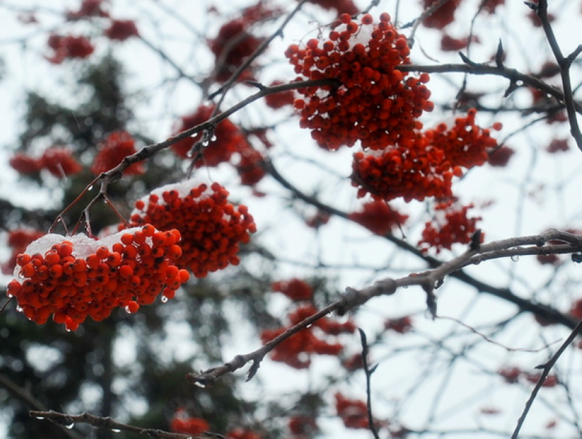Зима близко! Фермеры принимают меры против холодов
