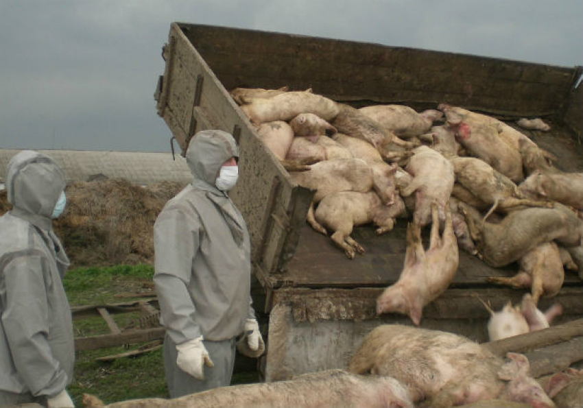 Румынские фермеры обвинили ЕС в «прямой атаке» на своих свиней