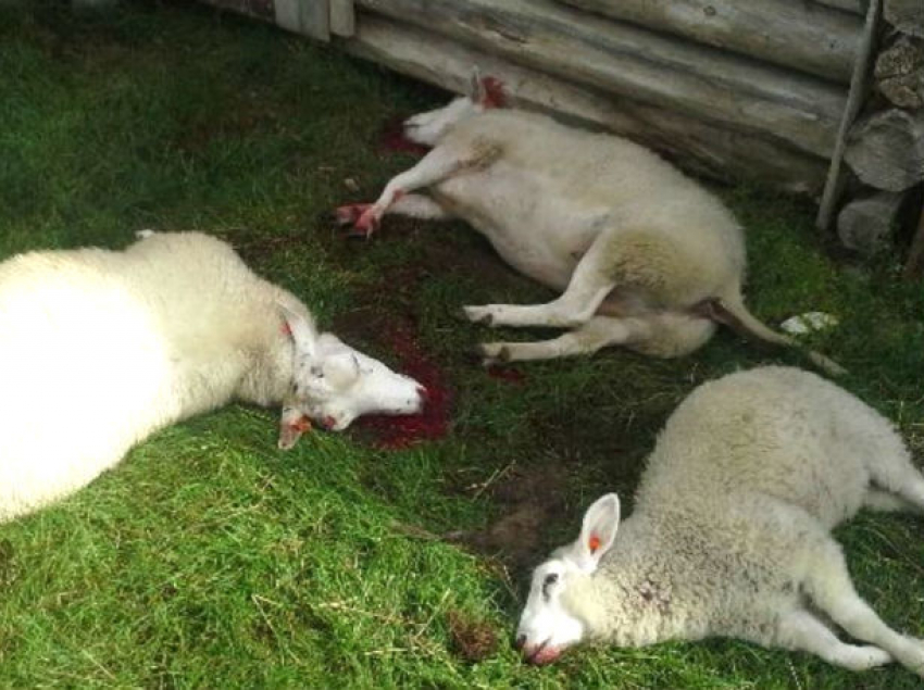 Смертельные удары нанесли молнии по пастуху с овцами