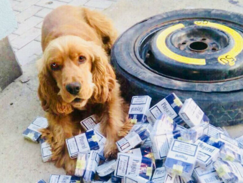 Служебная собака обнаружила сигареты в необычном месте автомобиля на таможне в Костешты