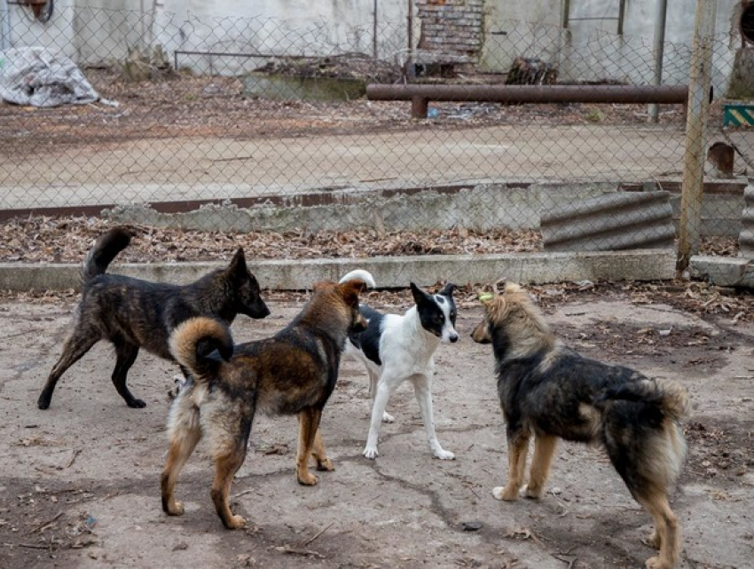 Полиция расследует массовое исчезновение и смерть собак на свалке в Каушанах