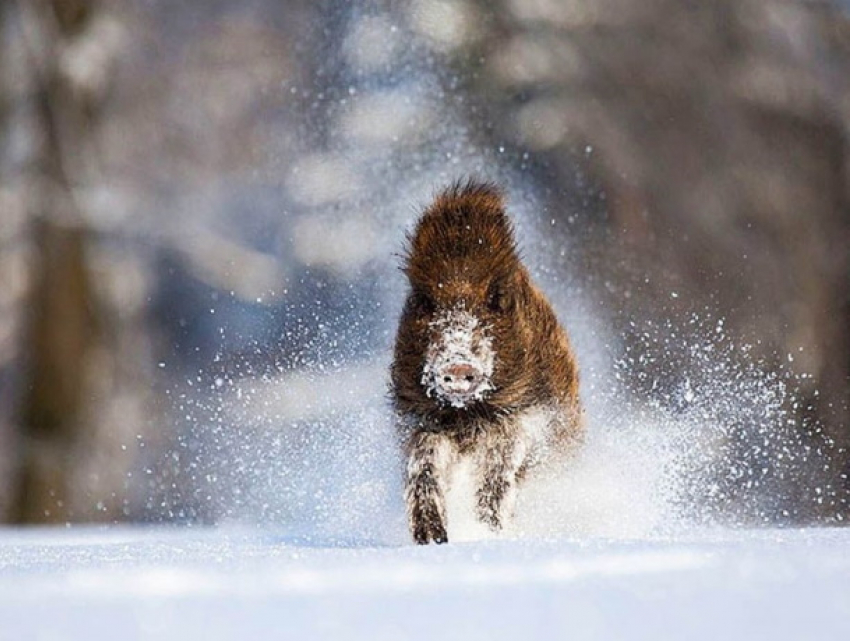 Дикий кабан напал на мужчину в Чимишлийском районе