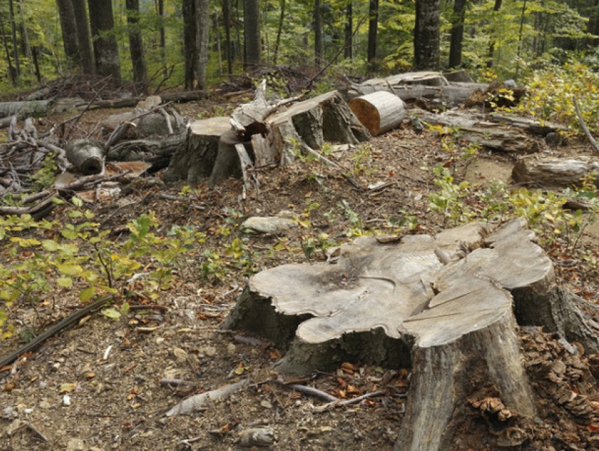 В Гагаузии участились случаи незаконной вырубки лесов