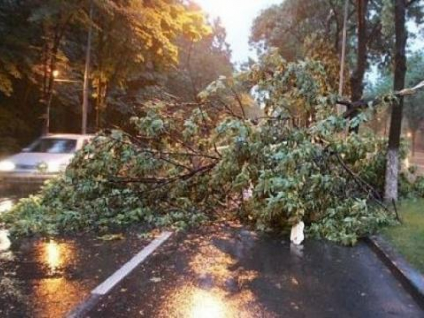 Первые последствия вернувшейся зимы: обесточенные сёла, упавшие деревья, поврежденные машины