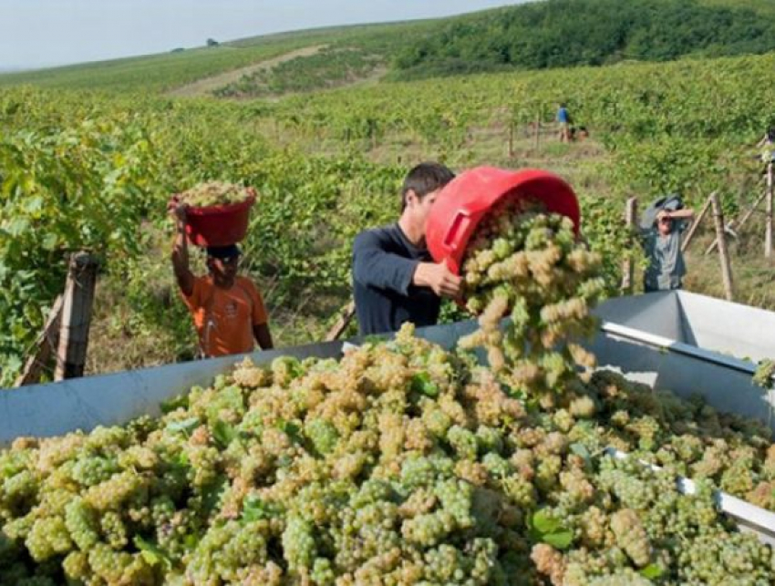 Виноградный фестиваль без винограда прошел в Дурлештах