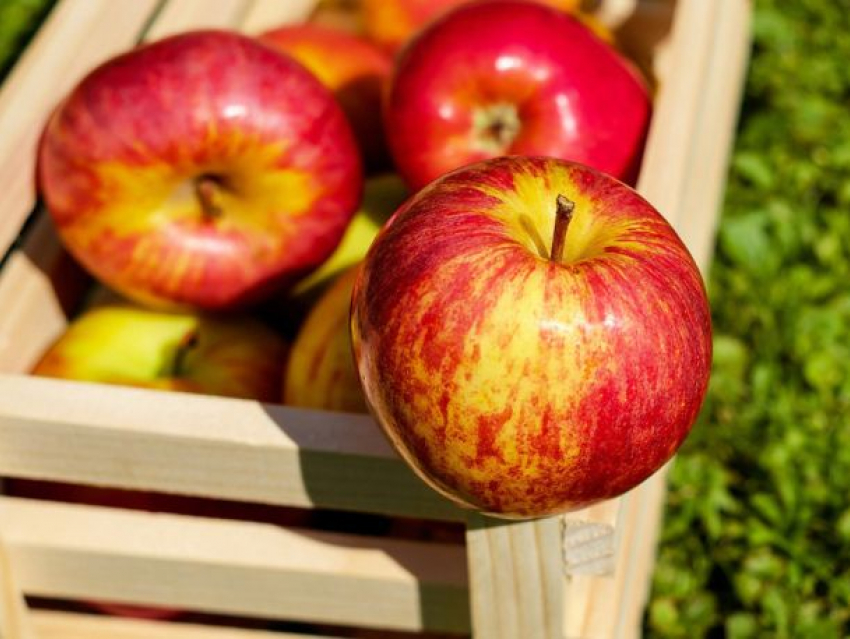 «Дошли до ручки» - производители яблок с севера Молдовы ропщут на безвыходное положение