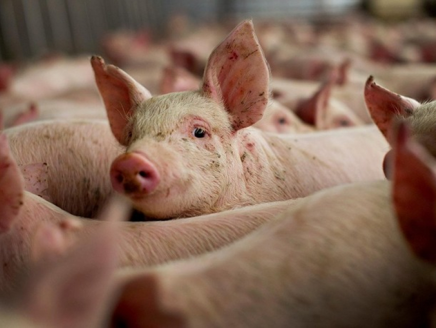 В нескольких селах Молдовы выявили очаги африканской чумы свиней