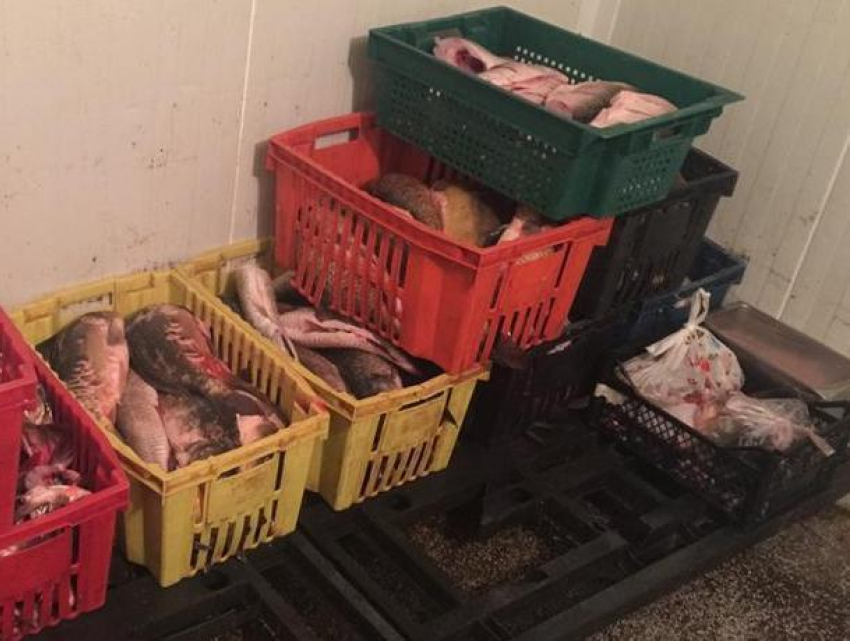 Множество нарушений на столичном предприятии по переработке рыбы сняли на видео