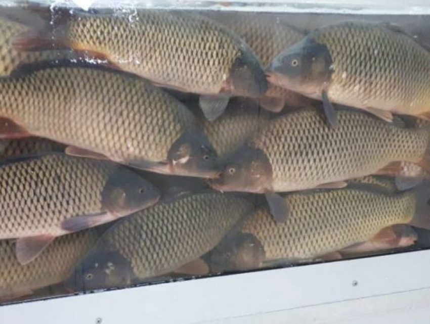 Покупка свежей рыбы «с рук» может представлять опасность для здоровья