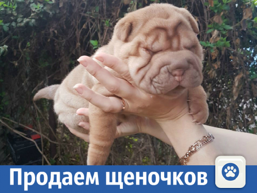 Продаются чистокровные шарпейчики 