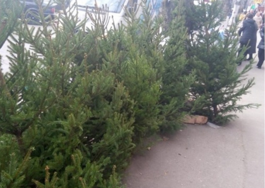 В Кишиневе появились в продаже первые елки