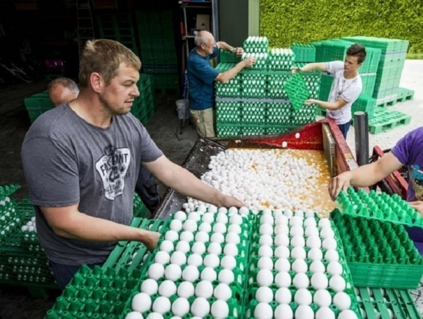 Ядовитые яйца привезли в Румынию предприниматели из Нидерландов