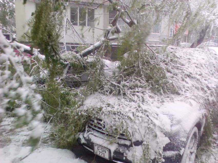 Из-за выпавшего снега в столице массово падают деревья 