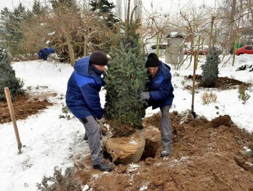 Надеюсь, что хотя бы этот жест не будет подвергнут критике, - Сильвия Раду о новых елях