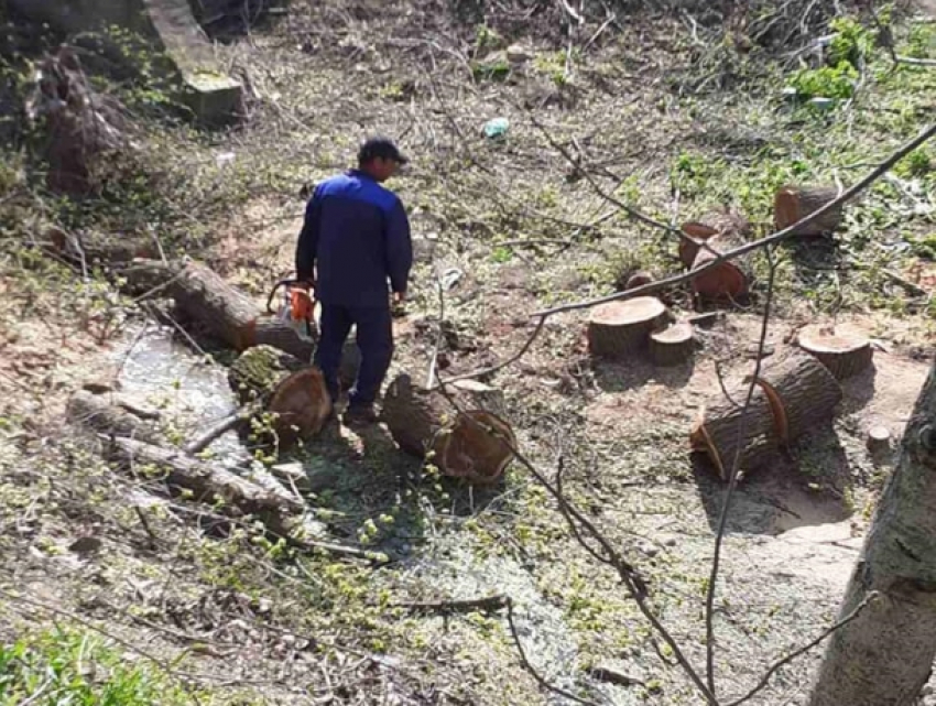 Соцсети: под Новыми Аненами водоканал пилит здоровые деревья и провоцирует оползни