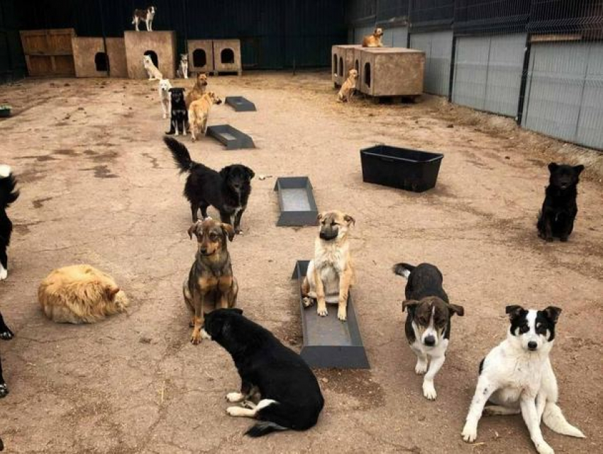 Примэрия взялась за решение проблемы бродячих собак в Кишиневе 