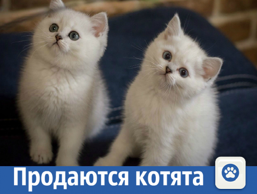 Элитная порода кошек священная бирма 