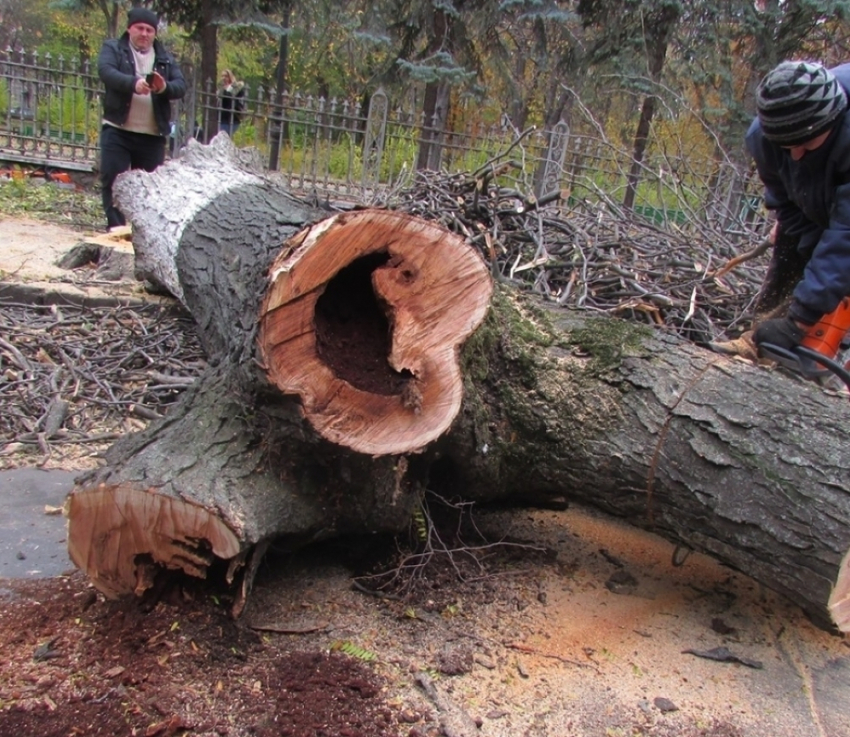 В центре Кишинева начались работы по спилу и чистке деревьев