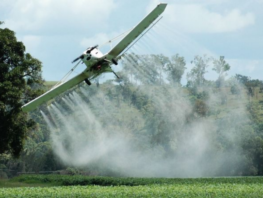 Пестициды уничтожили десятки га посевов в Рышканском районе
