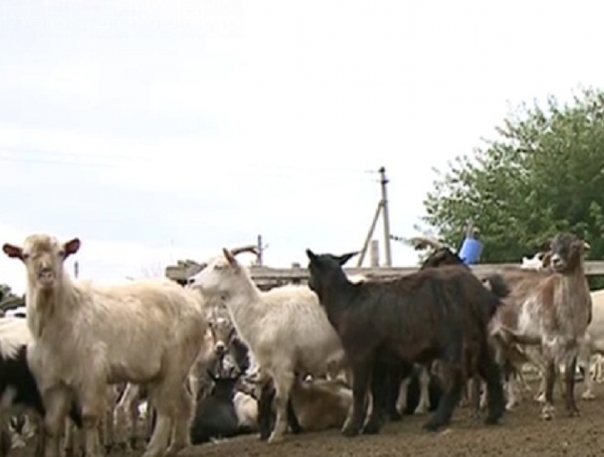 Волки массово растерзали коз в Сынжерейском районе