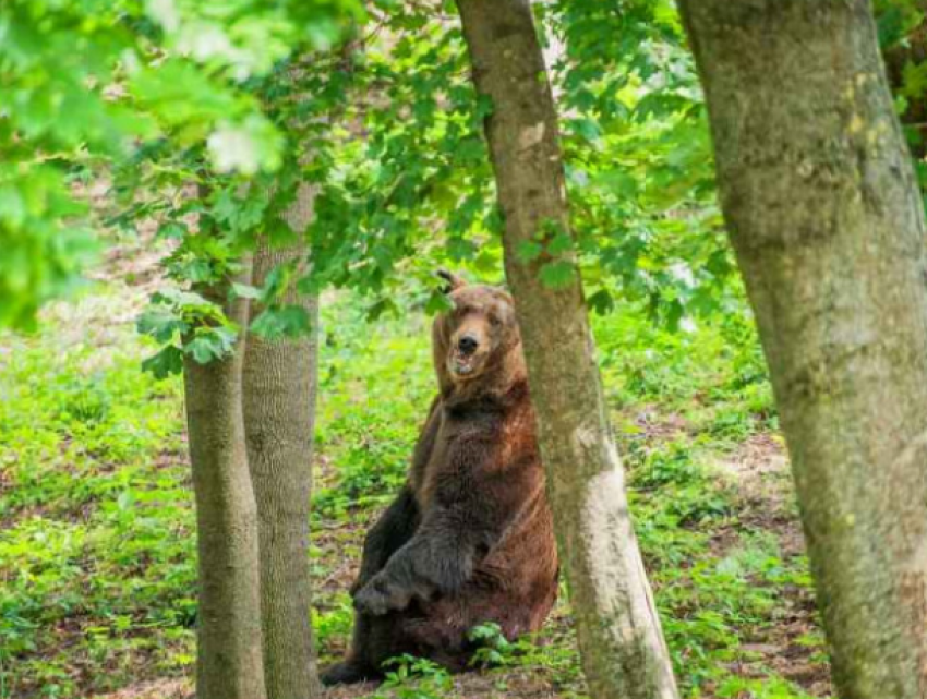 Появилось видео «переезда» медведей в новый вольер зоопарка