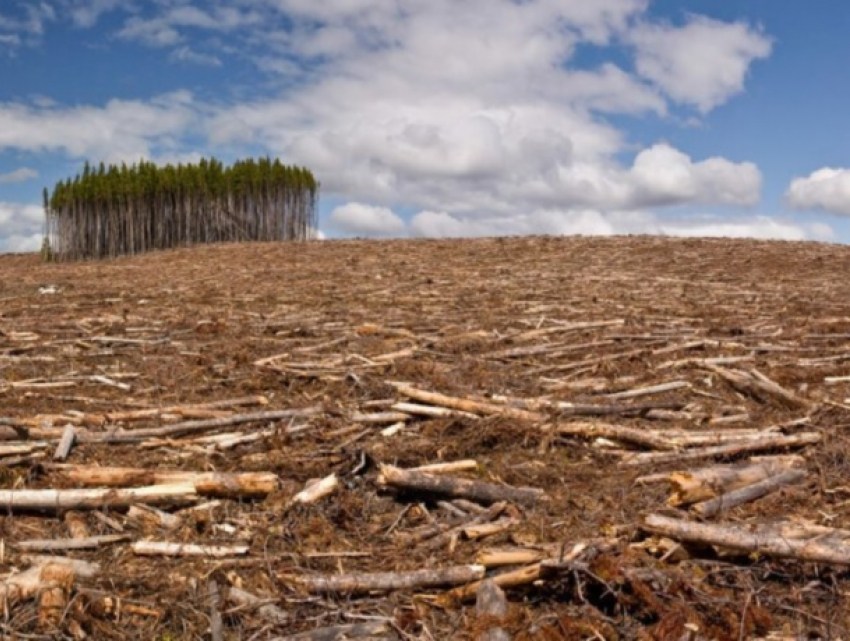 Сотрудники органов власти Молдовы помогают незаконно вырубать леса - мнение