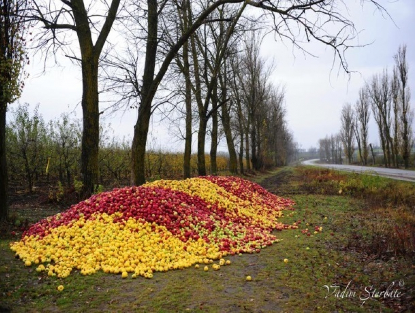 На севере Молдовы фермеры выбросили яблоки на трассе, чтобы желающие могли их подобрать