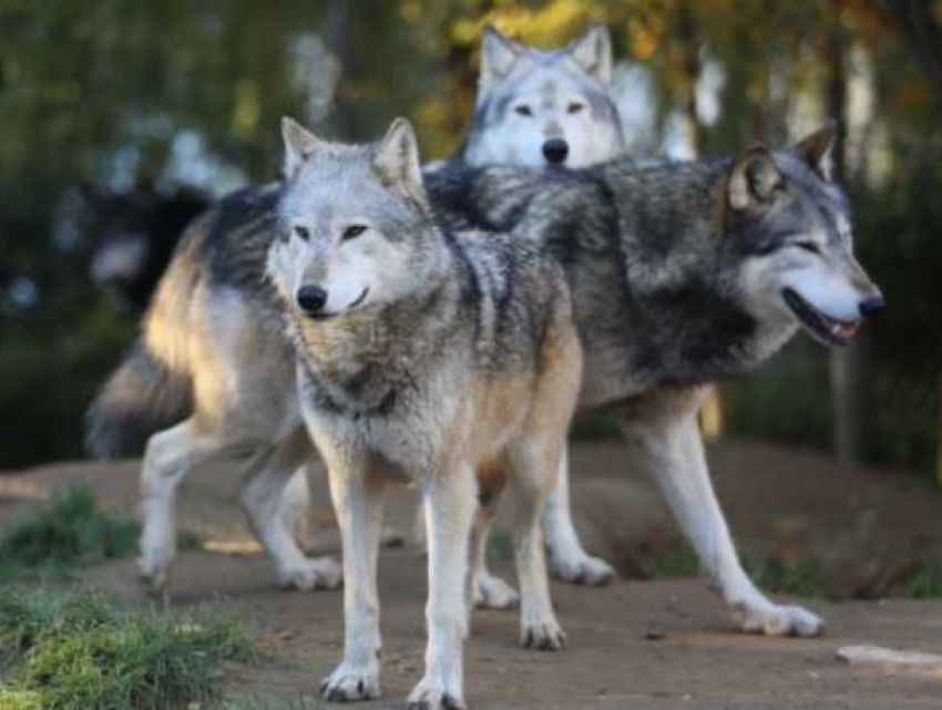 Волки держат в страхе жителей молдавского села